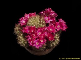 Sulcorebutia torotorensis WR464b 2265